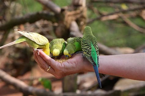 Can Birds Eat Dried Fruit: A Detailed Exploration