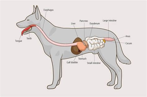 How Long for a Dog to Digest Food: A Detailed Exploration with Insightful Views